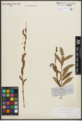 Foto von Salix purpurea L.